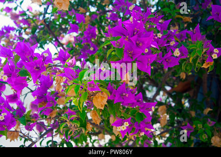 Bush with violet flowers, autumn Stock Photo