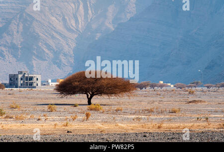 Small and lonely tree in a desert with rock background Stock Photo