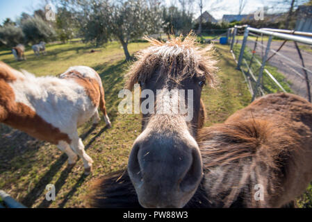 Three miniature horses with one poking its nose close to the camera at Rowlee Winery near Orange in New South Wales, Australia Stock Photo