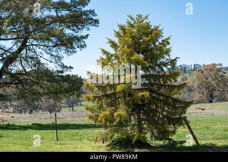 Grass paddocks and a young Bunya Pine (Araucaria bidwillii) tree planted in the foreground on a farm near Orange in New South Wales, Australia Stock Photo
