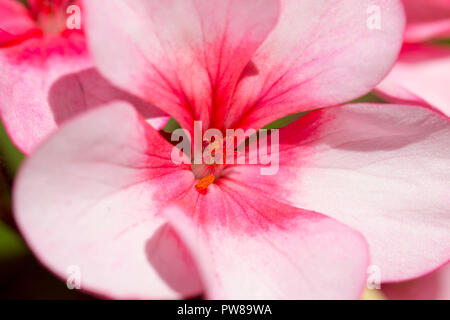 pink Pink Pelargonium/geranium in full bloom in my back garden in Cardiff, South Wales, UK Stock Photo