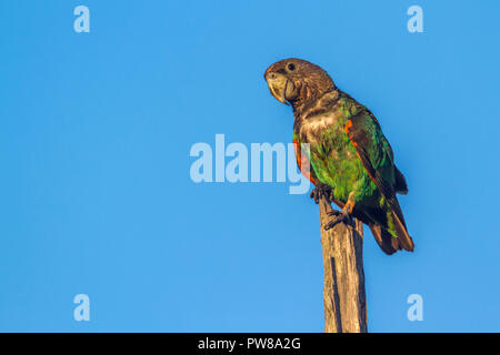 Cape Parrot in Kruger National park, South Africa ; Specie Poicephalus robustus family of Psittacidae Stock Photo