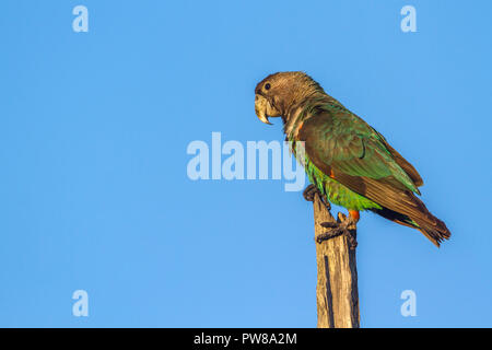 Cape Parrot in Kruger National park, South Africa ; Specie Poicephalus robustus family of Psittacidae Stock Photo