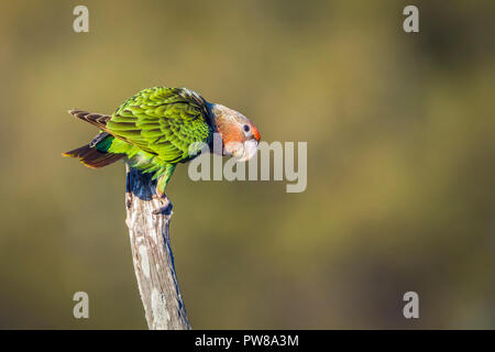 Cape Parrot in Kruger National park, South Africa ; Specie Poicephalus robustus family of Psittacidae Stock Photo