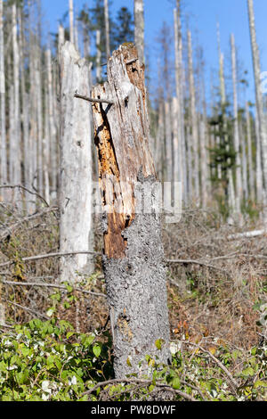 Fallen trees in the forest after hurricante Stock Photo