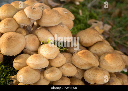 Armillaria mellea, honey fungus on tree stump Stock Photo