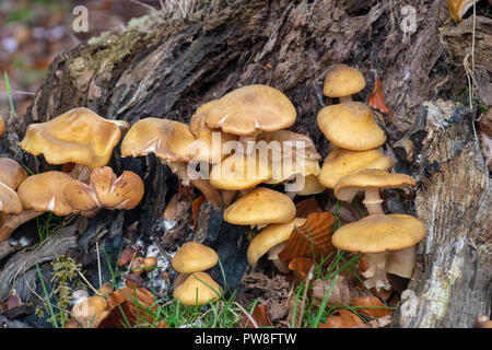 Wild mushrooms growing on dead trees in a forest Stock Photo