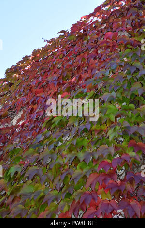 big colorful ivy wall in fall, autumn multicolored hedera helix climbing on a concrete wall Stock Photo