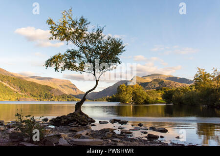 lone tree on Llyn Padarn, Snowdonia Stock Photo