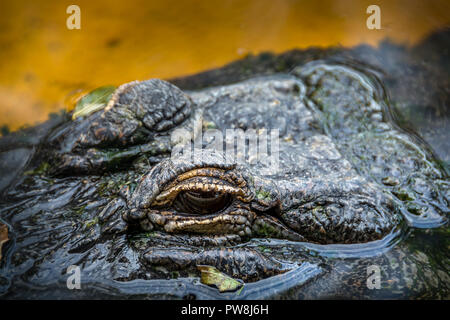 Alligator from the Sawgress Recreational Park in the Florida Everglades Stock Photo