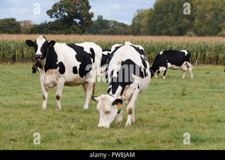 Black and white Holstein cows grazing in a field in Brittany Stock Photo