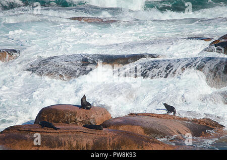 Australian sea lions (neophoca cinerea) on rocks in surf zone at Cape Labatt SA, Australia's only mainland breeding colony of Australian Sea Lions Stock Photo