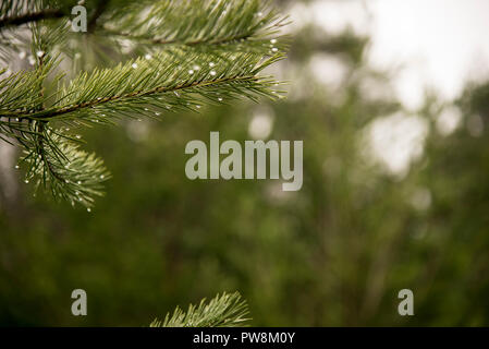 Coniferous pine tree close up shot with water drops in winter. Stock Photo