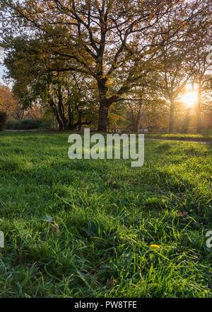 Setting sun glowing behind canopy of trees at gothenburg Sweden Stock Photo