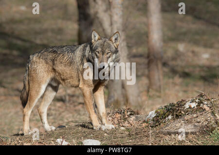 wolves in nature Stock Photo