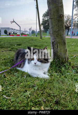 Norwegian forest cat resting on green grass,gothenburg Sweden Stock Photo