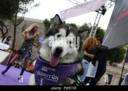 Madrid, Spain. 14th Oct, 2018. Perroton Madrid 2018 is the 7th edition of the solidarity race for the adoption and responsible holding of companion animals whose ambassador is the actress and singer Alejandra Botto on Oct 14, 2018 in Madrid, Spain Credit: Jesus Hellin/ZUMA Wire/Alamy Live News Stock Photo