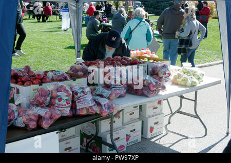 Two Rivers, Wisconsin USA, 13th Oct, 2018. Careful shopper examines apples offered by vendor at  Two Rivers Annual Autumn Applefest. Credit: Jerome Wilson/Alamy Live News Stock Photo