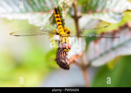 Dragonfly sitting on dry leaf of a plant found in Kerala, India Stock Photo