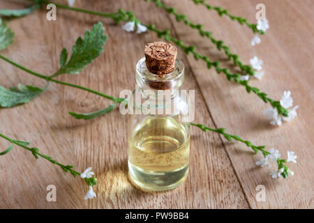 A bottle of common vervain essential oil with fresh verbena officinalis flowers on a table Stock Photo