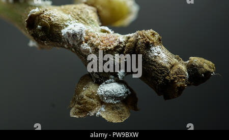 White Mealy bug insect on tree close up Stock Photo - Alamy