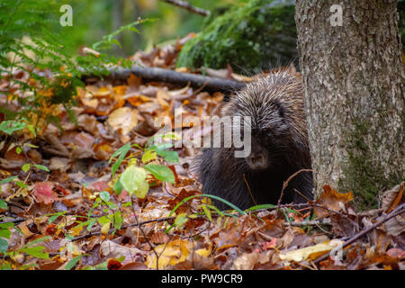 Porcupine on Hiking trail in Stowe, Vermont Stock Photo