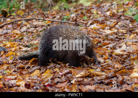 Porcupine on hiking trail in Stowe, Vermont Stock Photo