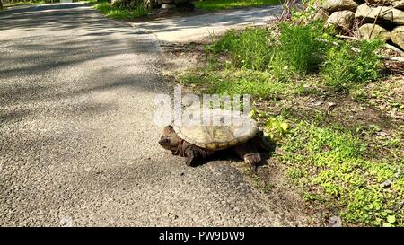 Snapping turtle sitting at the side of a rural road in sunshine Stock Photo