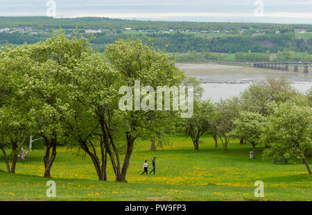 The orchard near the Montmorency Falls. Couple walking in the meadow full of yellow dandelions, between trees in flower. Quebec, Canada Stock Photo
