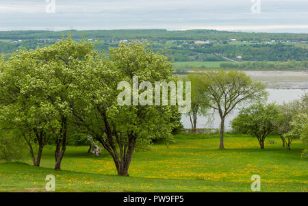 The orchard near the Montmorency Falls. Blooming apple trees on a Dandelion meadow. Saint Lawrence River and Île d'Orléans in the background. Quebec. Stock Photo