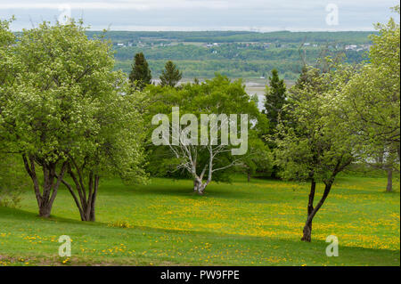 The orchard near the Montmorency Falls. Birch and apple trees on a blooming Dandelion meadow. Saint Lawrence River and Île d'Orléans in the background Stock Photo