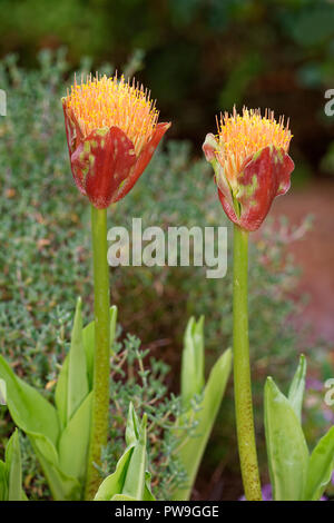 Snake Lily - Scadoxus puniceus  From South Africa Stock Photo