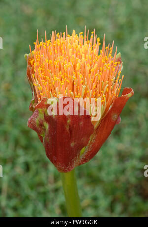 Snake Lily - Scadoxus puniceus  From South Africa Stock Photo