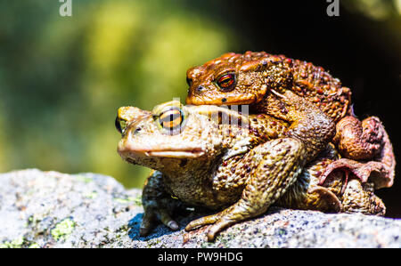 View on two mating toads in fall - Germany Stock Photo