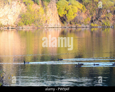 Family of wild ducks swimming in the autumn pond Stock Photo