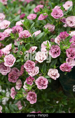 Calibrachoa Can Can Double' Dark Lavender' flowers. Stock Photo