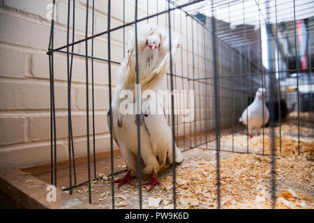 fair state york poultry barn september alamy august