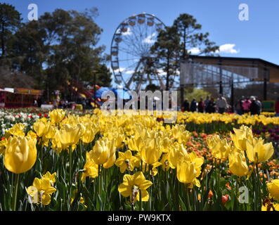 Focus on Masses of tulips in front of the Ferris Wheel at Floriade in Commonwealth Park (Canberra, ACT, Australia). Stock Photo