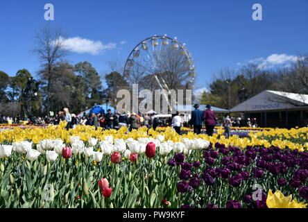 Focus on Masses of tulips in front of the Ferris Wheel at Floriade in Commonwealth Park (Canberra, ACT, Australia). Stock Photo