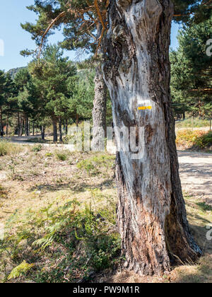 Señal de sendero sobre un pino. Valle de la Barranca en la Sierra de Guadarrama y dentro del 'Parque regional de la cuenca alta del Manzanares' (reser Stock Photo