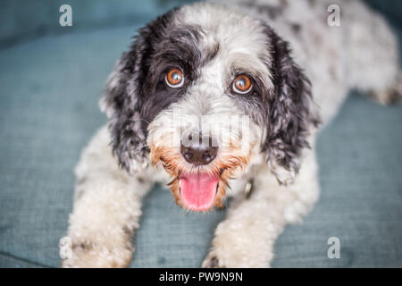 Black and White Cockapoo Stock Photo