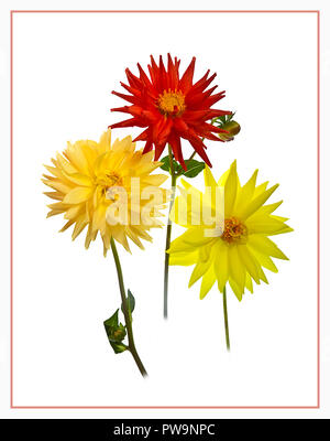 Three Dahlia Flowers Stock Photo