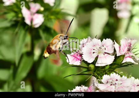 dove tail hummingbird warbler hummingbird moth moth Stock Photo