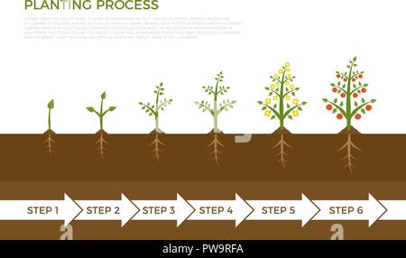 Vector infographic of plant growth stages. Tree with green leaf growing out of ground. Illustration of planting vegetables and fruits. Stock Vector