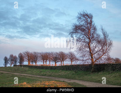 Path and trees in winter English countryside, Werneth Low, Manchester, UK Stock Photo