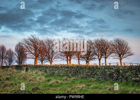Wall and row of trees in winter English countryside, Werneth Low, Manchester, UK Stock Photo