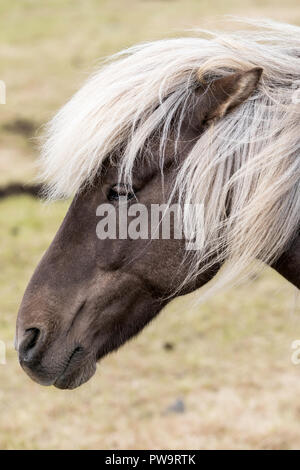 Adult Icelandic horse, Equus ferus caballus, on a farm on the Snæfellsnes Peninsula, Iceland Stock Photo
