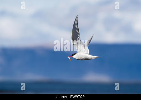 Adult Arctic tern (Sterna paradisaea), in flight with fish, Flatey Island, Iceland Stock Photo