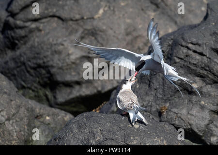 Adult Arctic tern (Sterna paradisaea), and chick, Flatey Island, Iceland Stock Photo