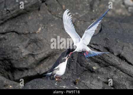 Adult Arctic tern (Sterna paradisaea), feeding it's chick on Flatey Island, Iceland Stock Photo